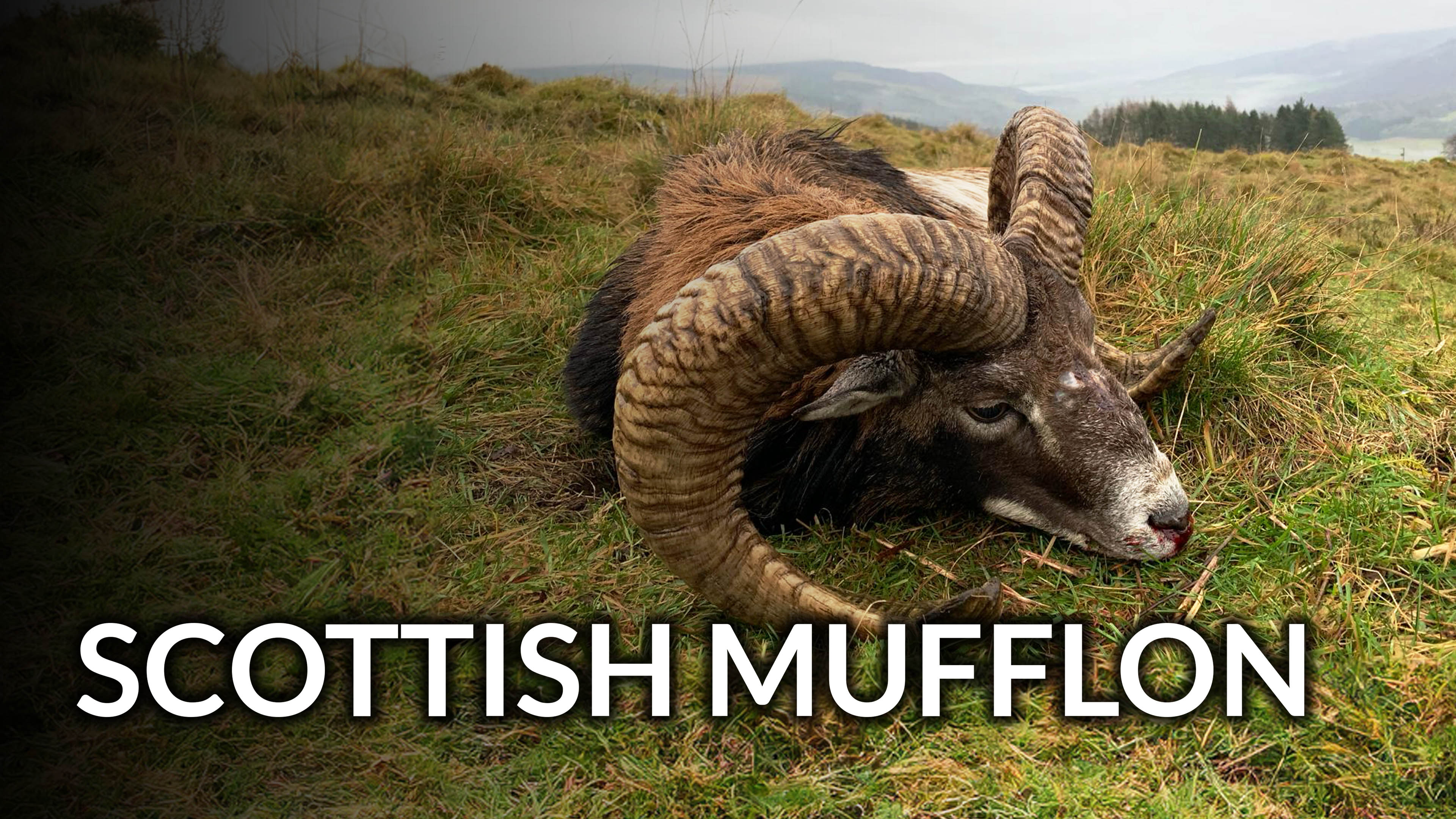 Scottish Mufflon