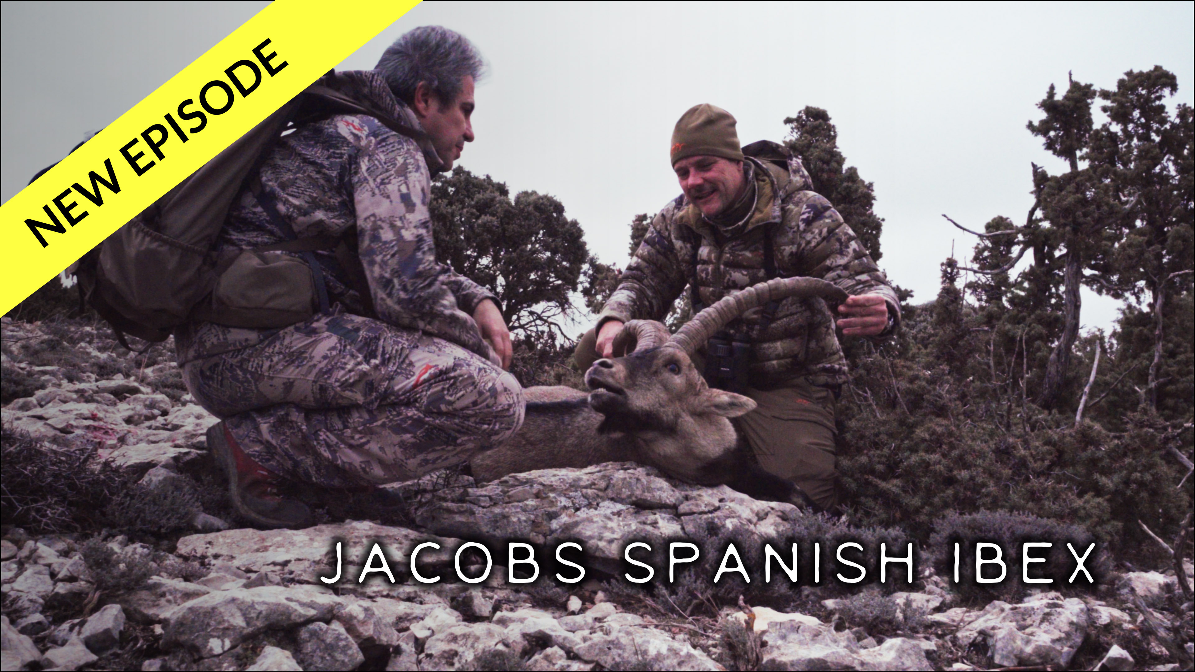 Jacobs Spanish Ibex