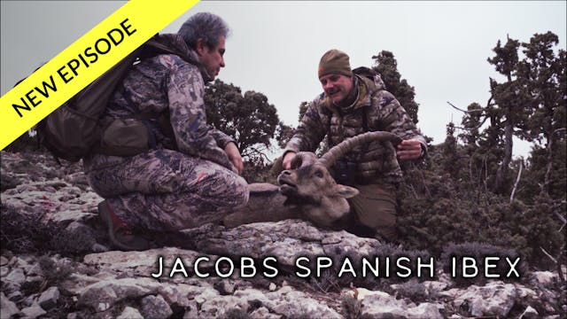 Jacobs Spanish Ibex