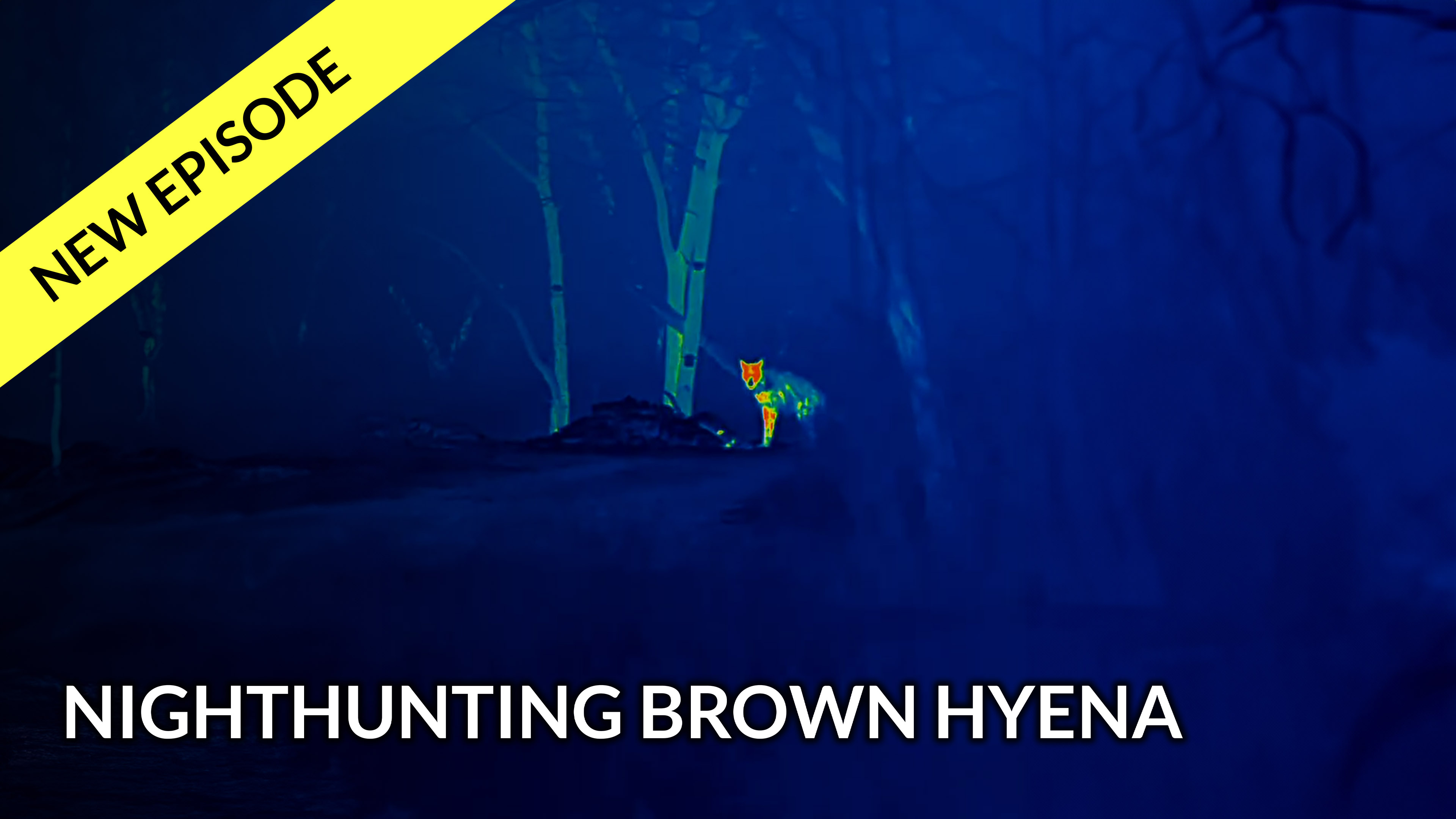 Nighthunting for brown hyena