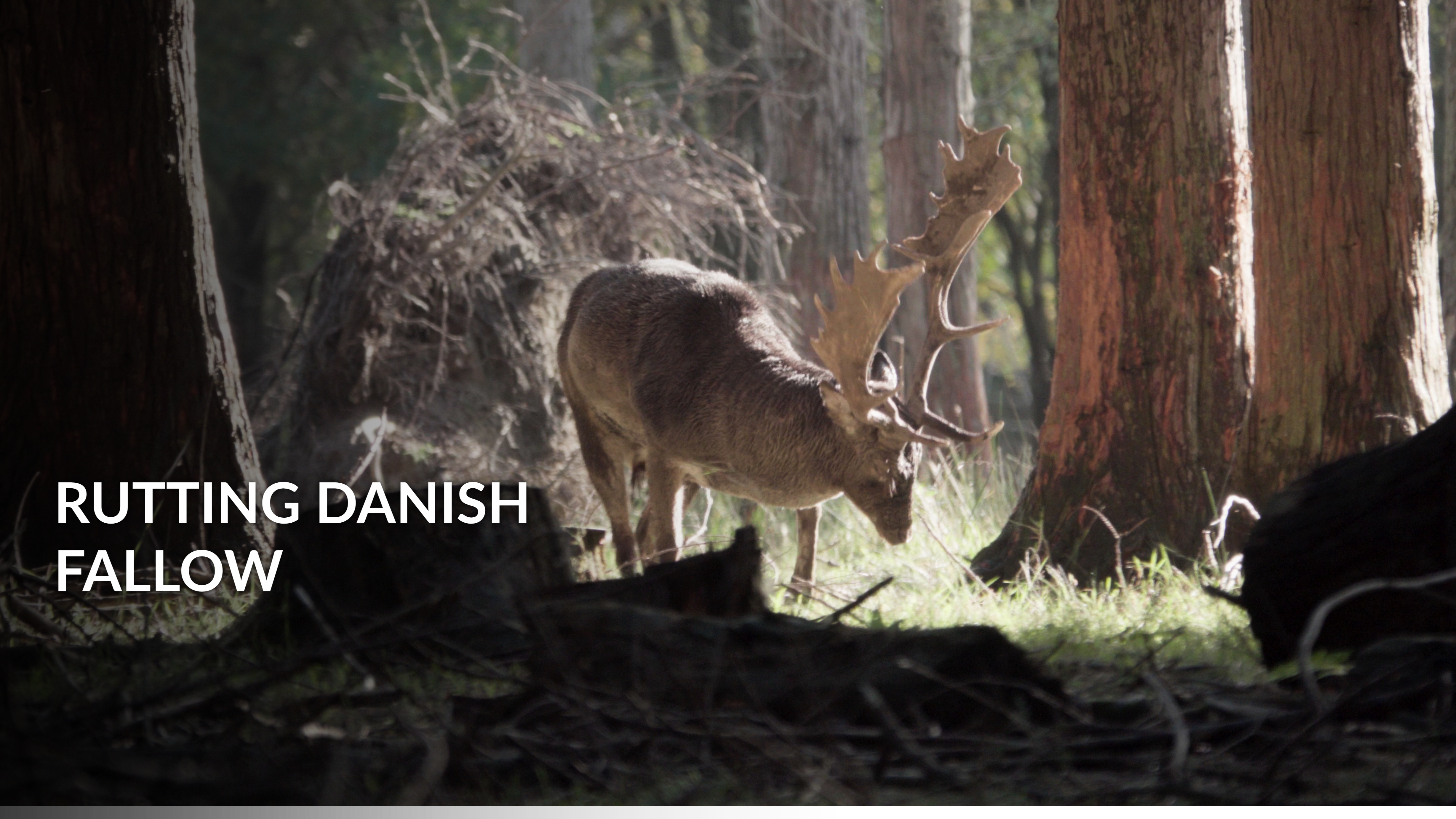 Rutting Danish Fallow