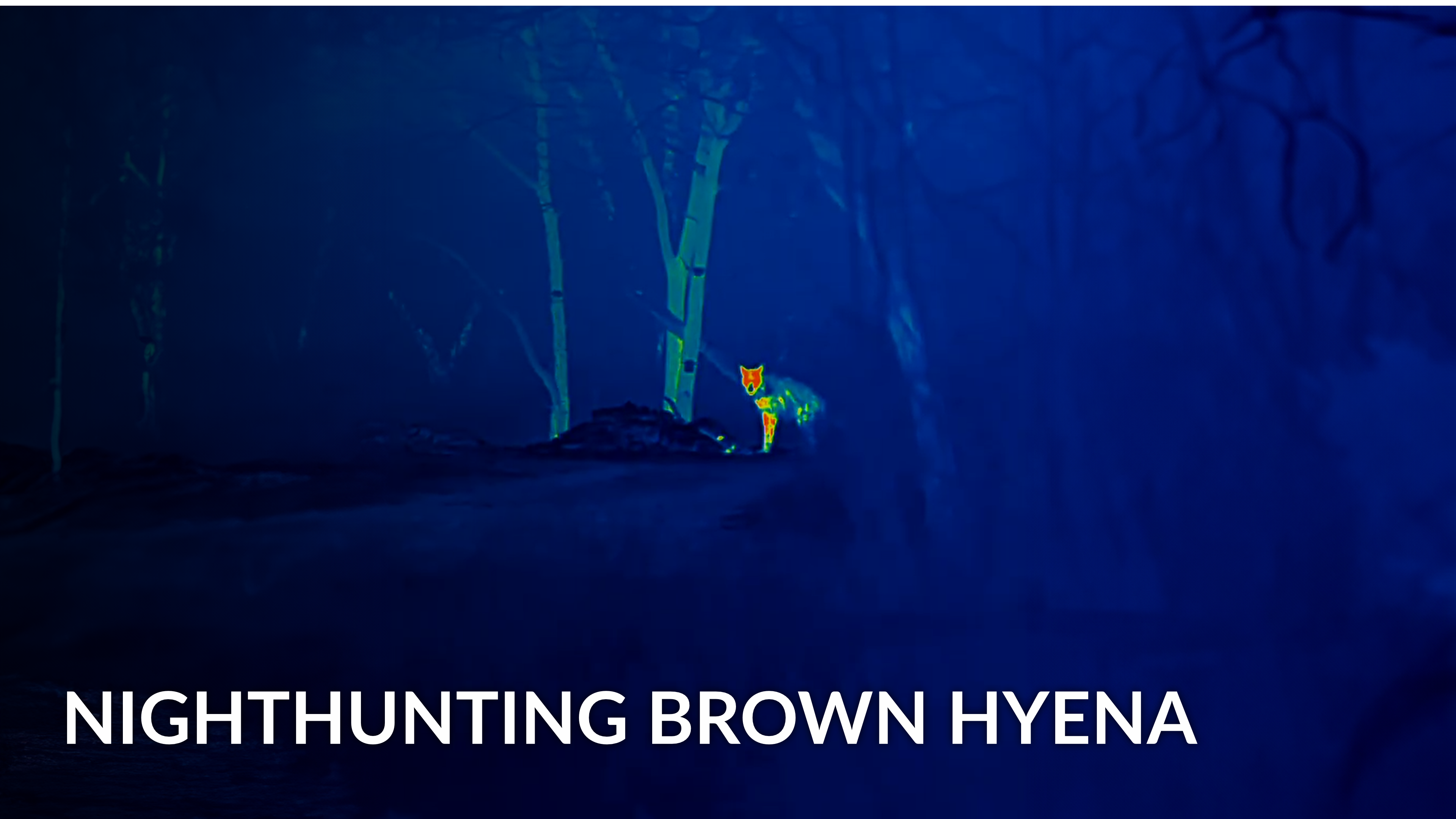Nighthunting for brown hyena
