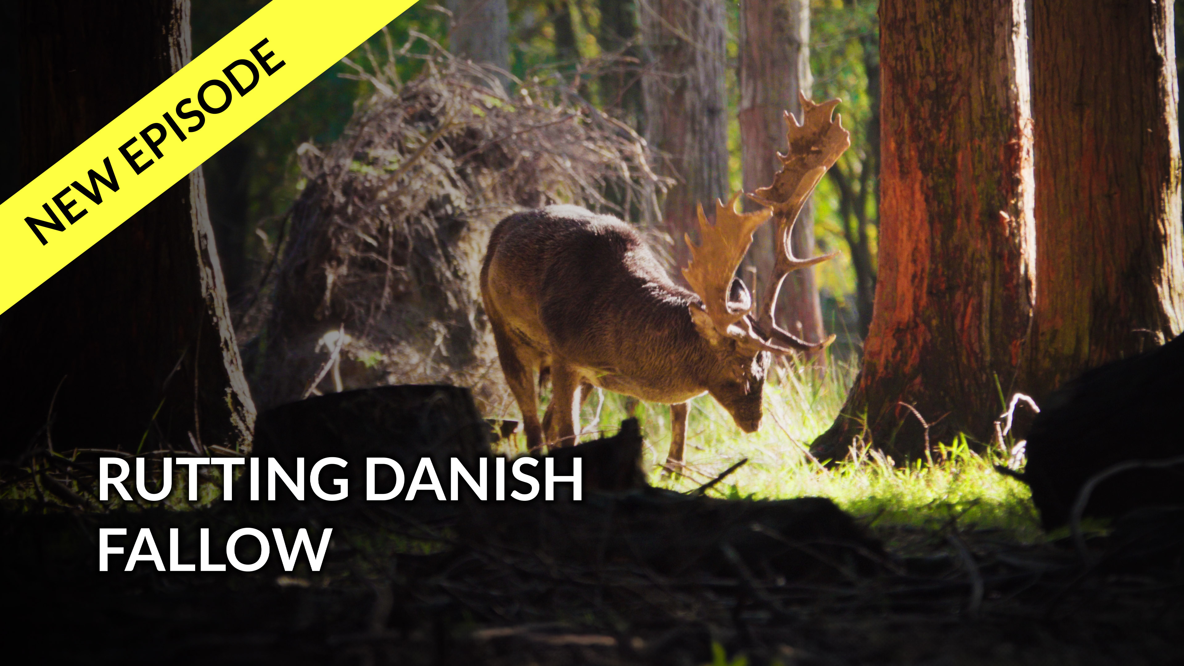 Rutting Danish Fallow