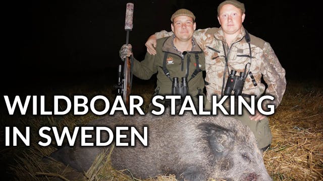 Wildboar Stalking in Sweden
