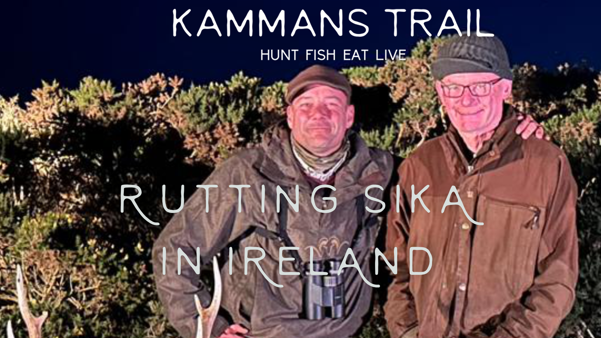 Rutting Sika In Ireland - Kammans Trail