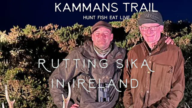 Rutting Sika In Ireland - Kammans Trail
