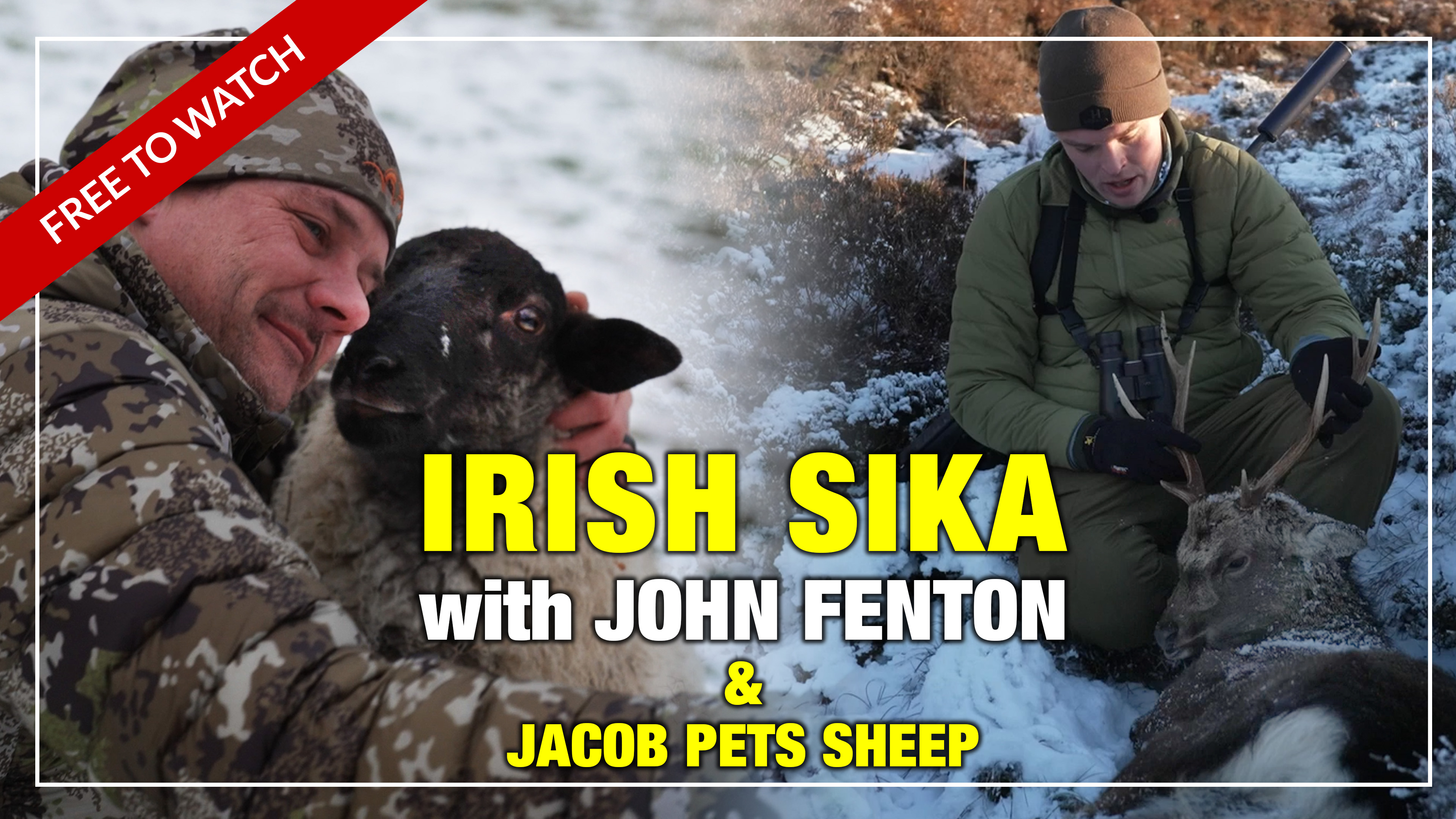 Venari Podcast: Irish Sika w. John Fenton (and sheep)