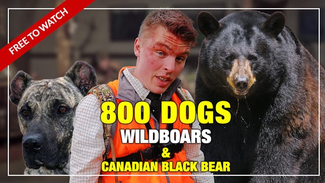 Knife-hunting with 800 dogs (and BEAR...