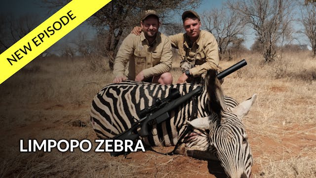 Limpopo Zebra