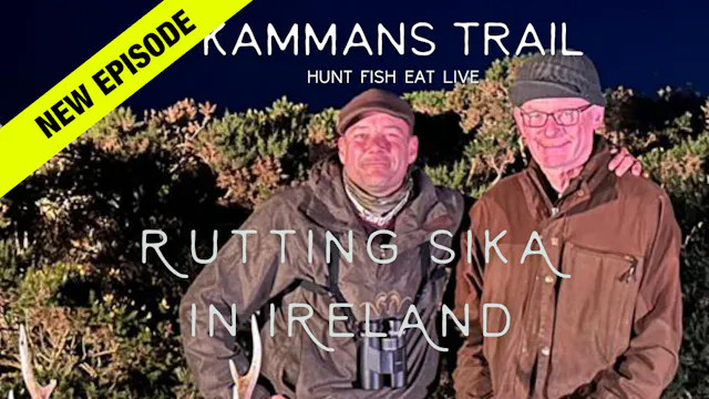 Rutting Sika In Ireland - Kammans Trail