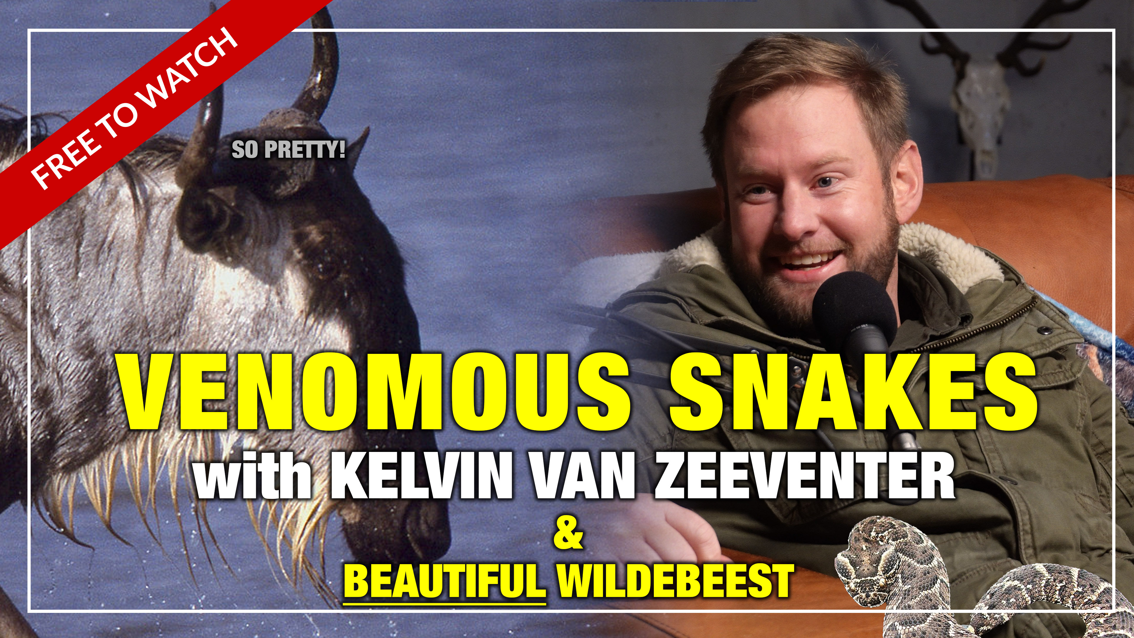 Venomous snakes and BEAUTIFUL wildebeest (?!)  | Venari TV Podcast Episode 05