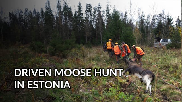 Driven Moose Hunting In Estonia Pt. 2