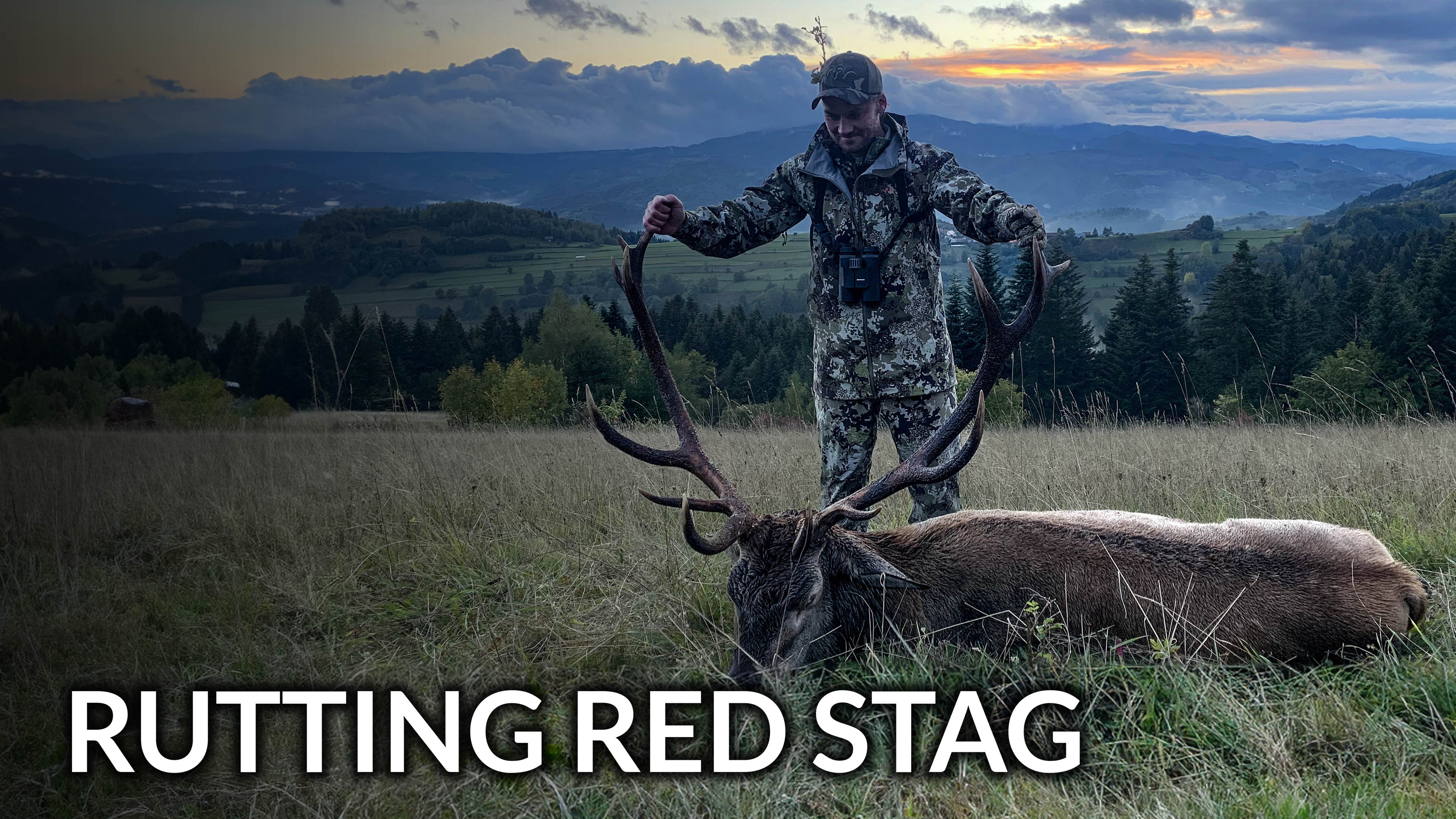Rutting red stags in the Polish mountains
