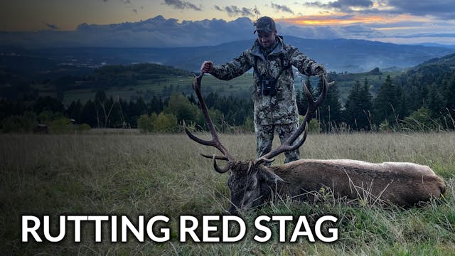 Rutting red stags in the Polish mount...