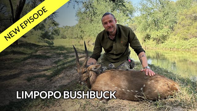 Limpopo Bushbuck