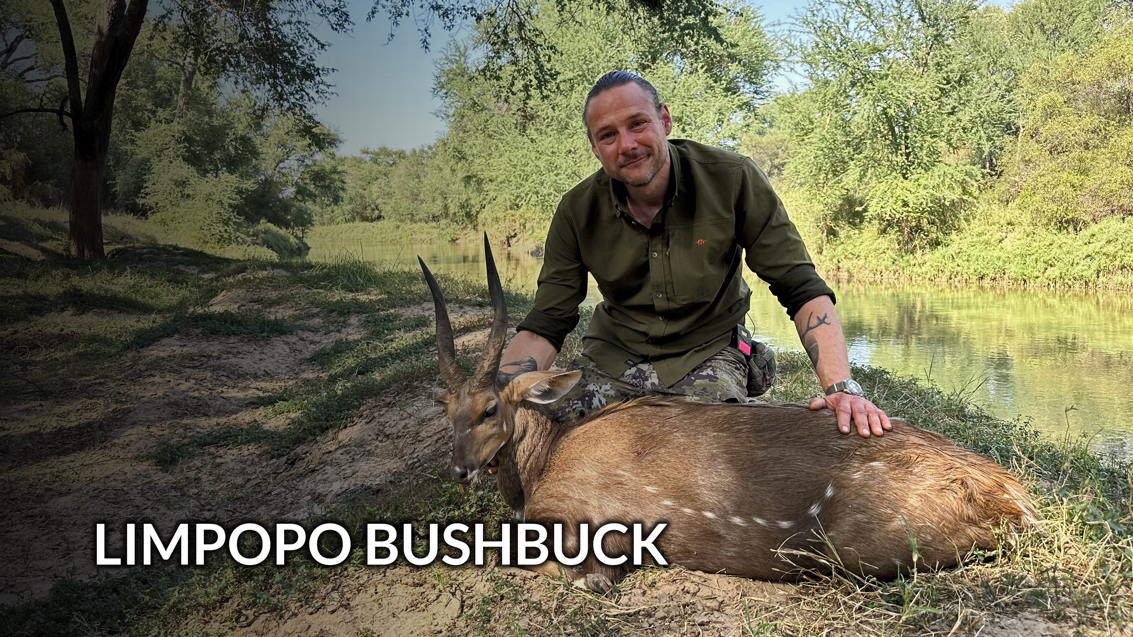 Limpopo Bushbuck