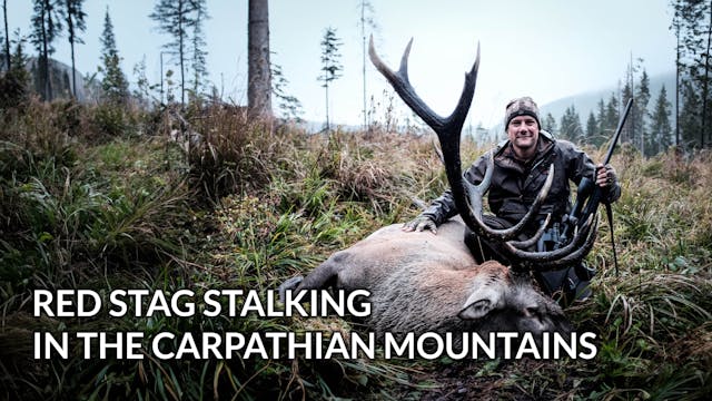 Red stag stalking in the karpathian m...