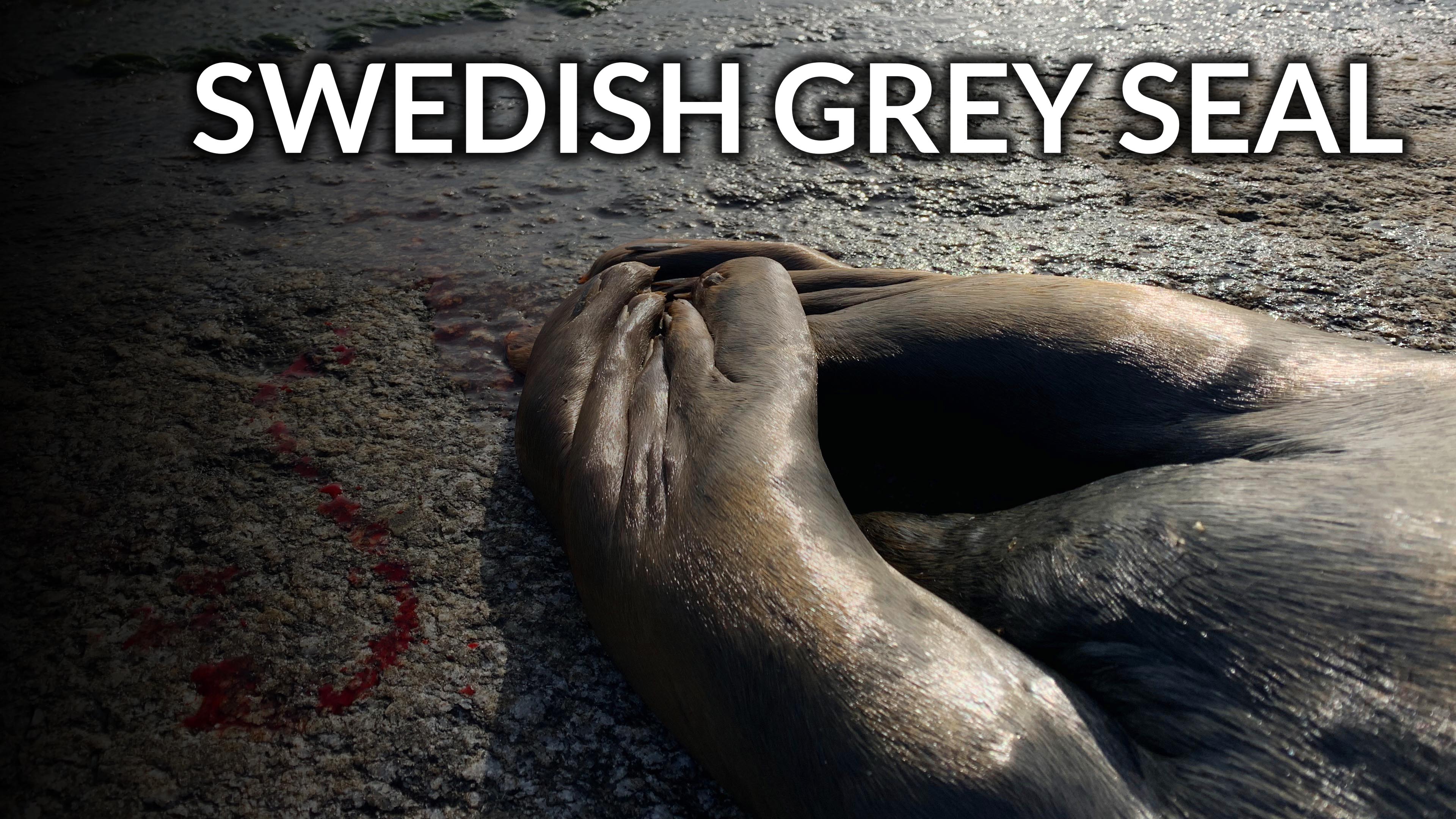 Swedish Grey Seal