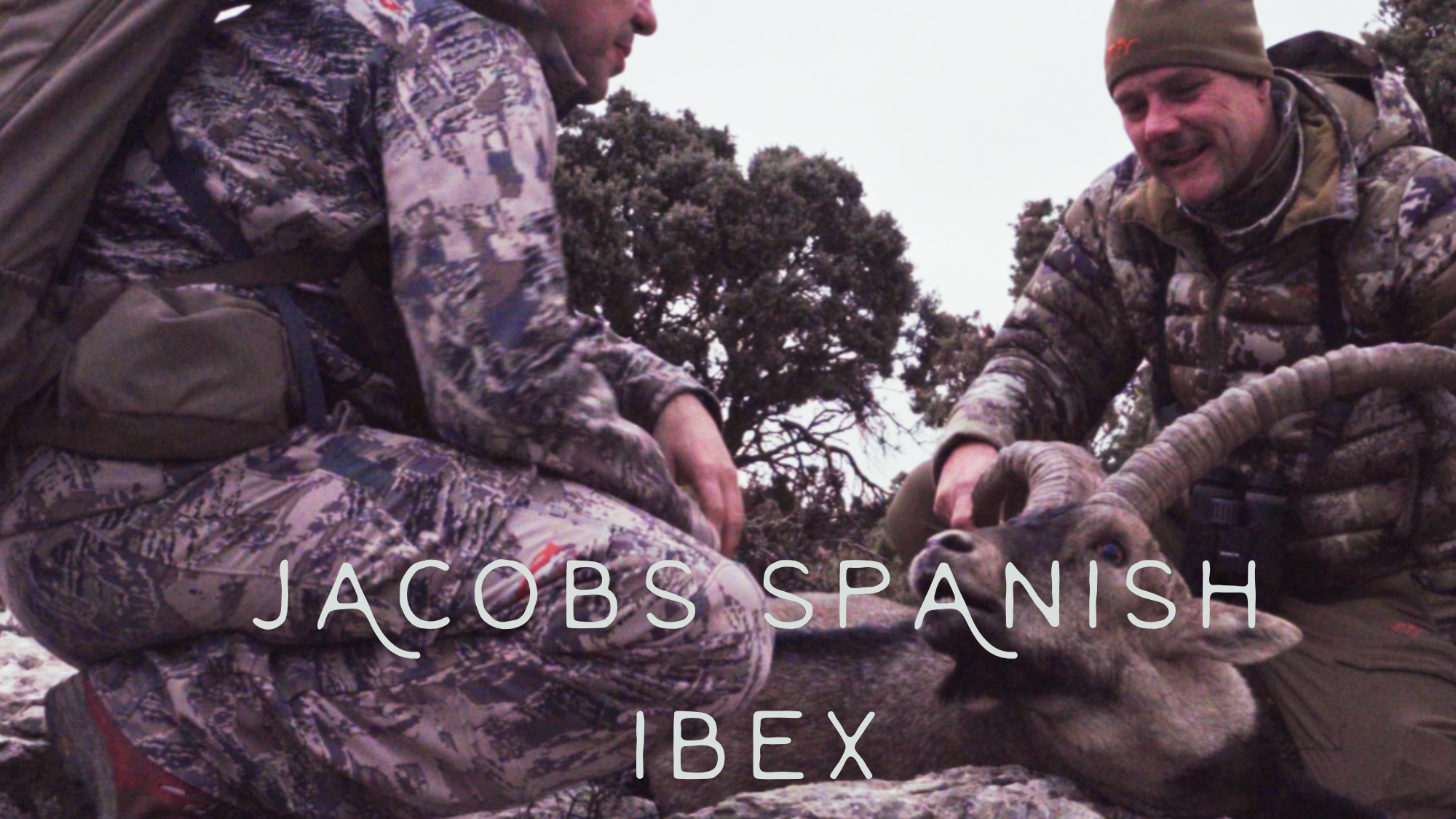 Jacobs Spanish Ibex