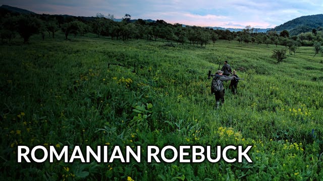 Romanian Roebuck