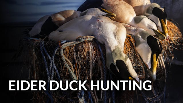 Eider Duck Hunting in Denmark