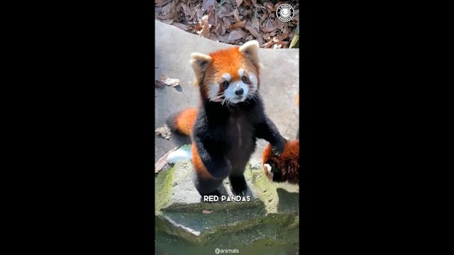 Red Pandas OTTID:3484060