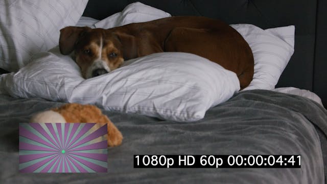 Koda Sleeps (1080@60, HEVC) OTTID:213...