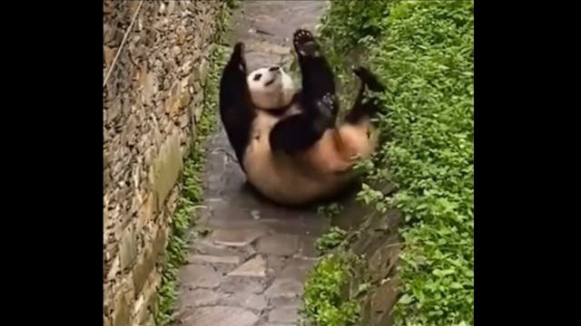 Awesome Panda Trailer OTTID:3484075
