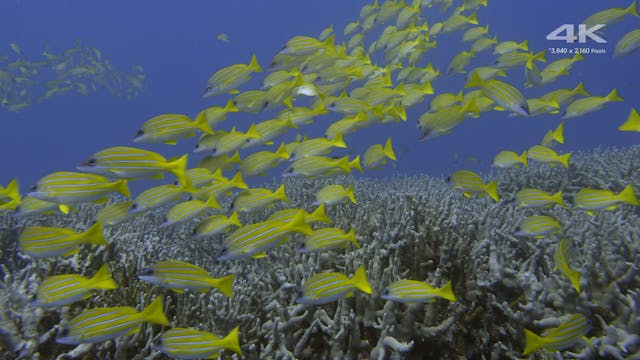 Sony Aquarium 4K Demo (4k@60, HEVC, 8...