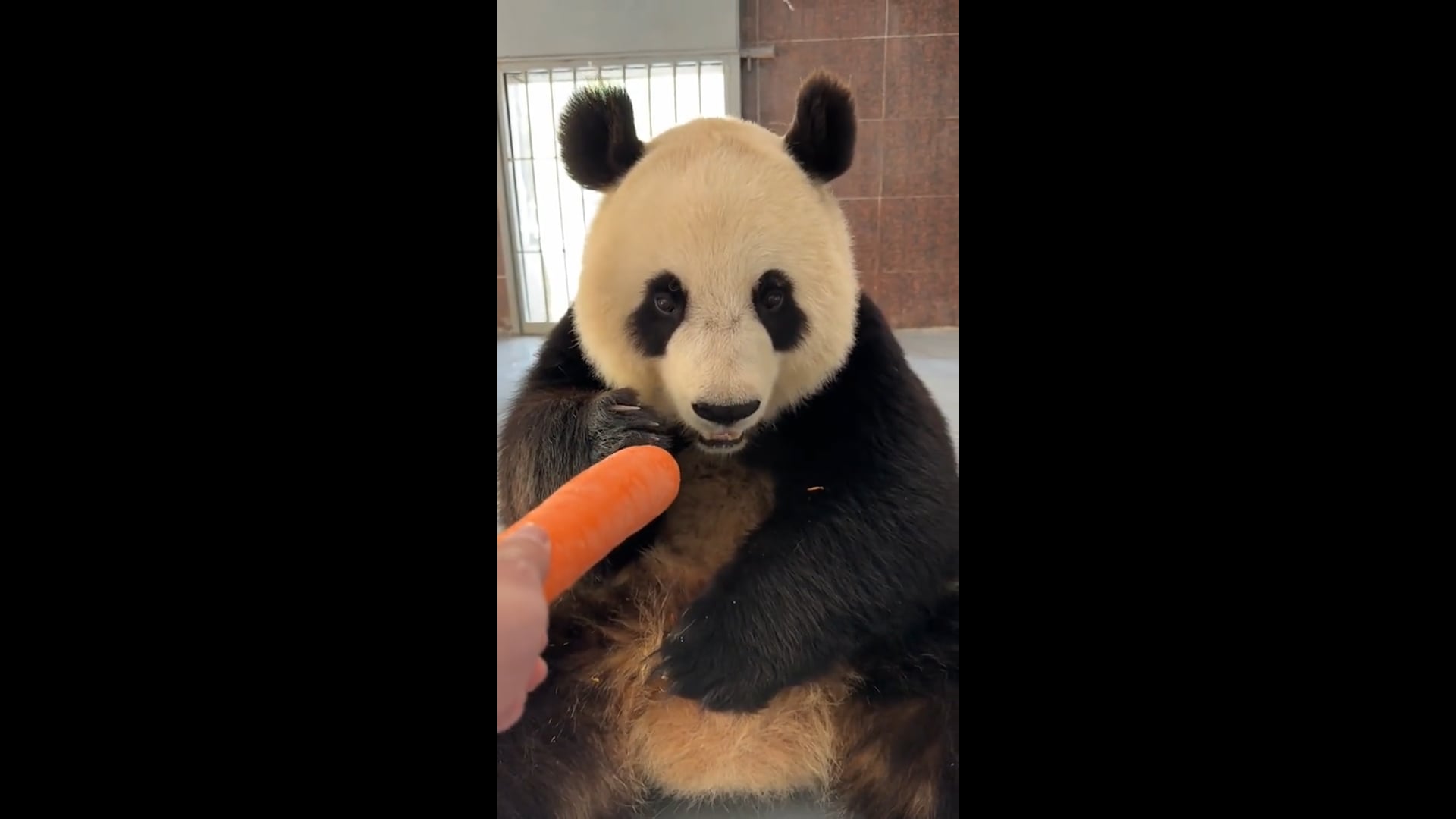 Panda Eating Another Carrot