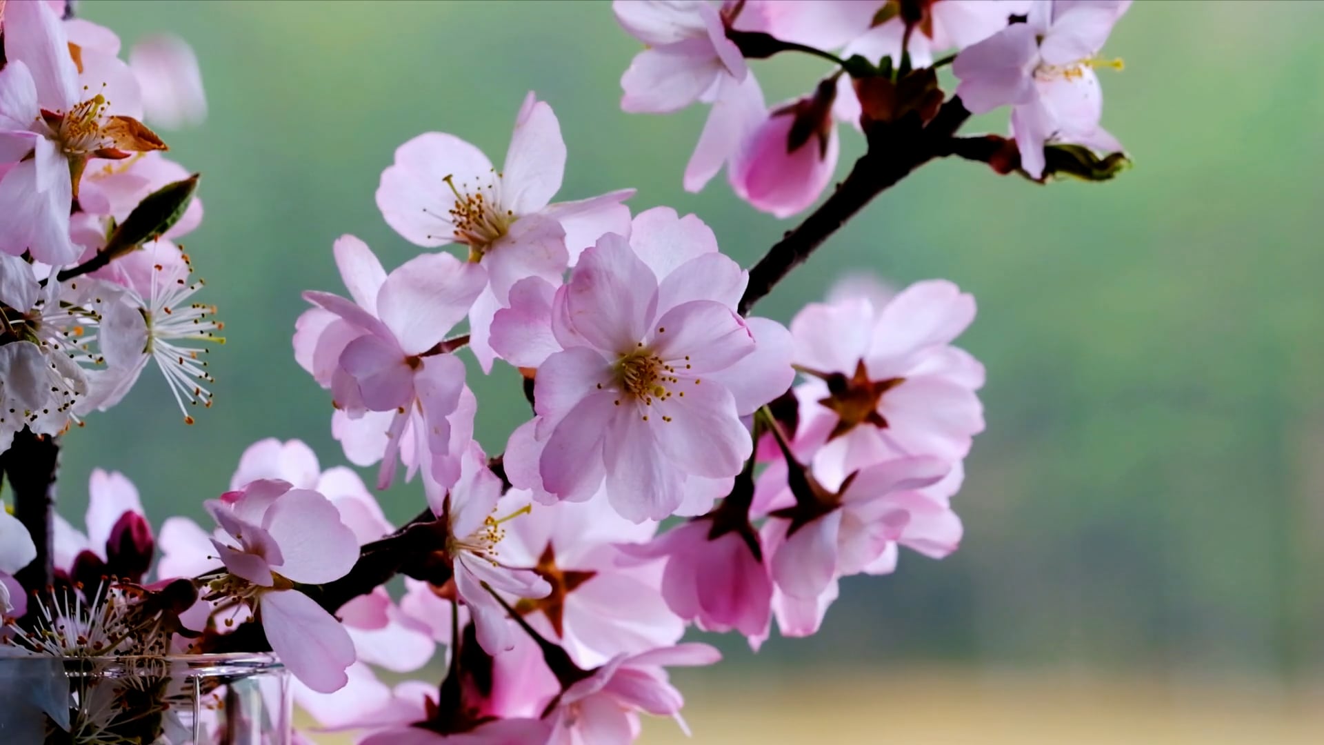 Not available in the UK