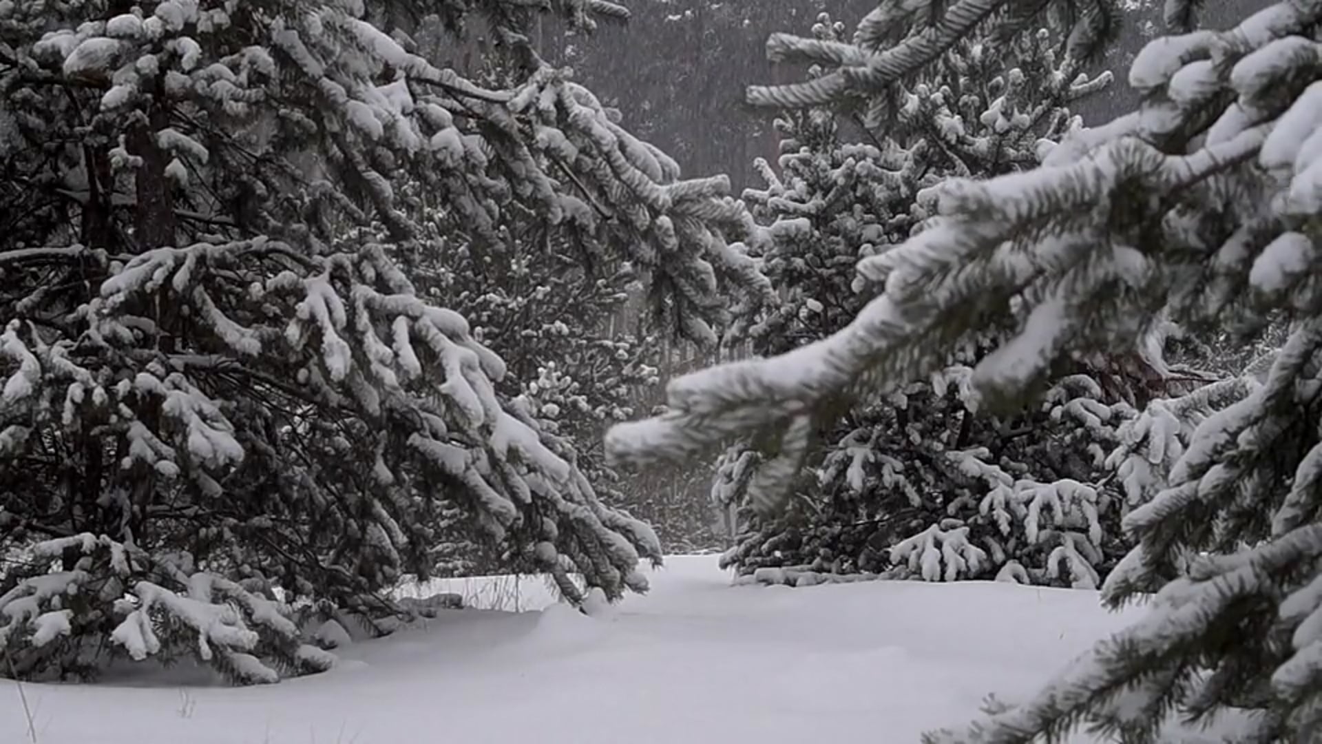 Max everything Collection with long titles for all TV and mobiles watch Video 4