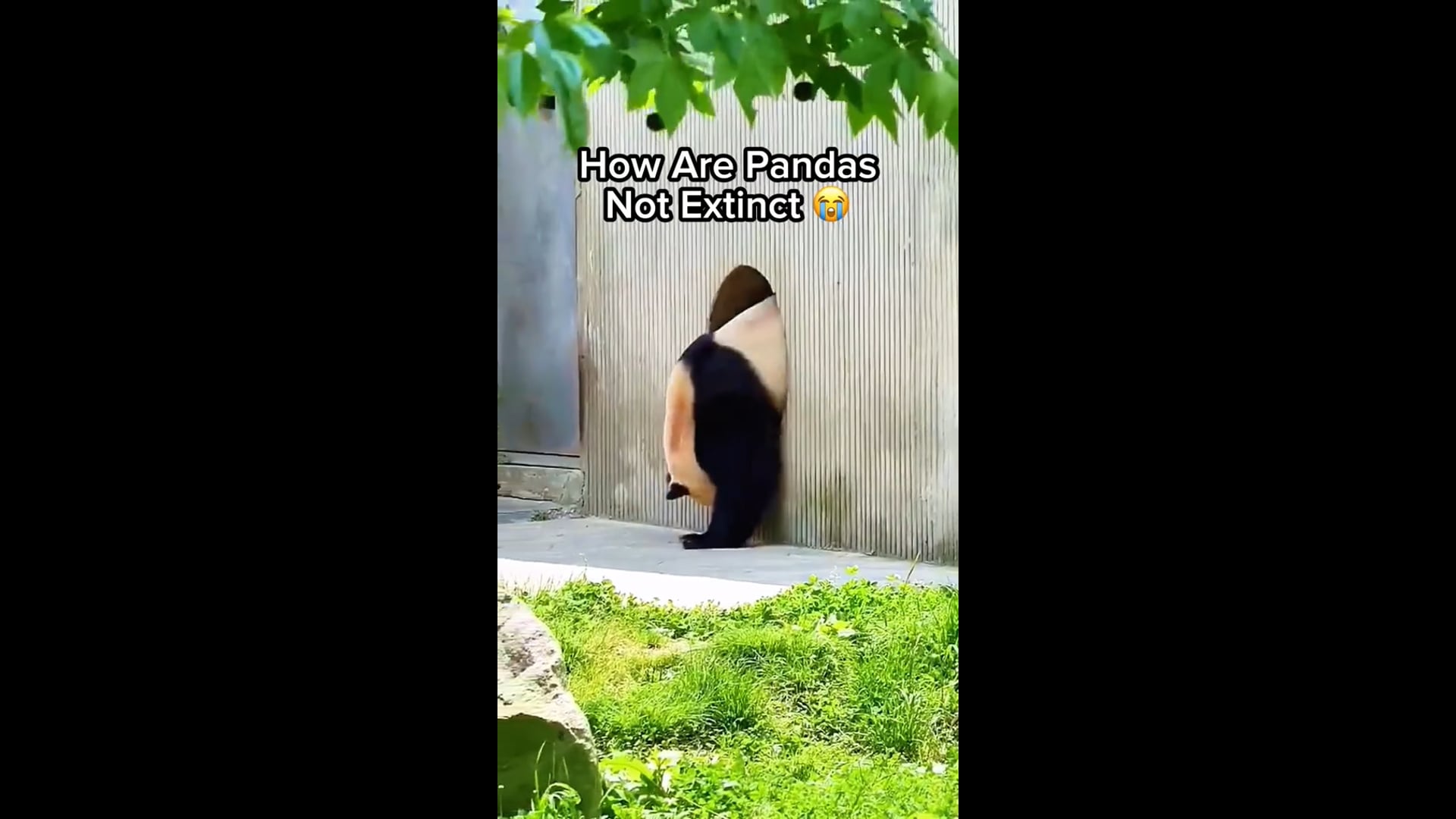 Pandas Are The Best