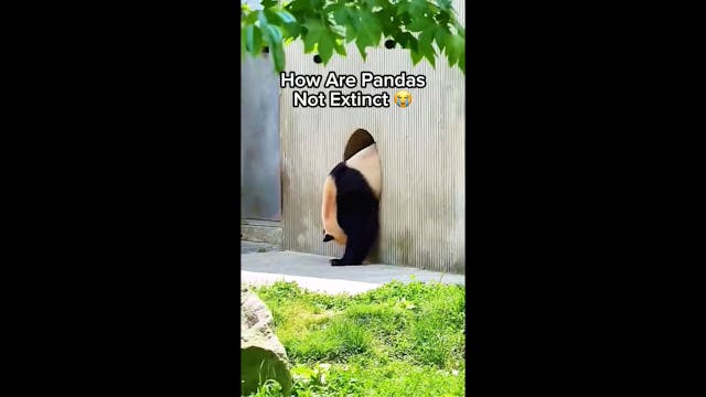 Pandas Are The Best