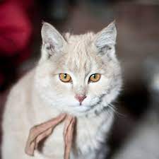 Anna live Vimeo future