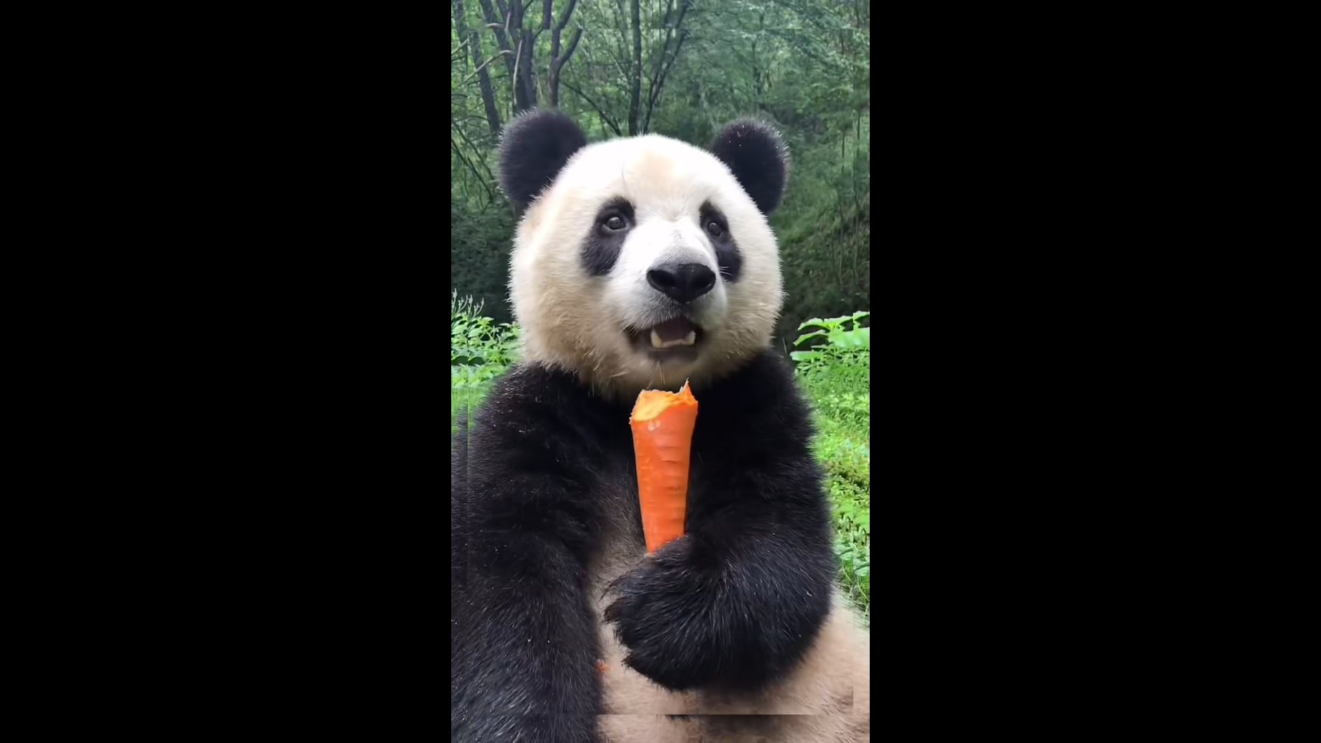 Panda Eating A Carrot
