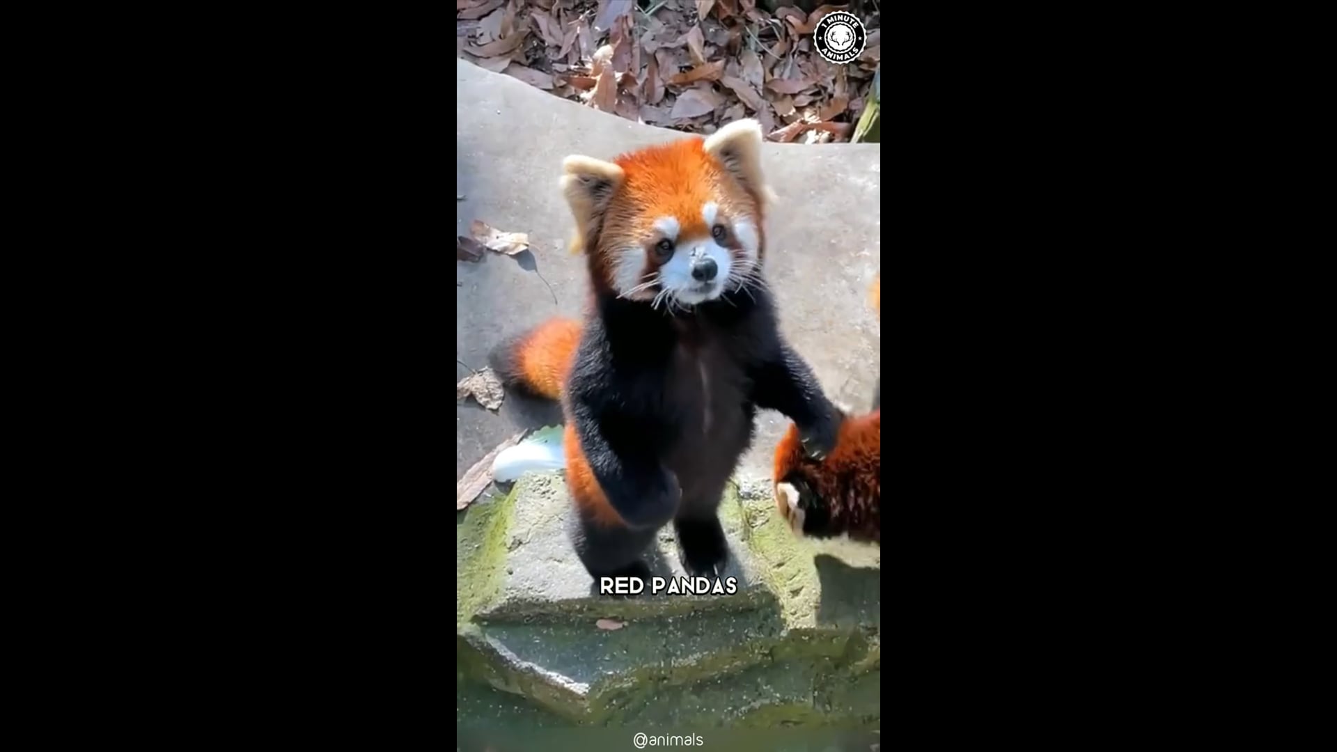 Red Pandas
