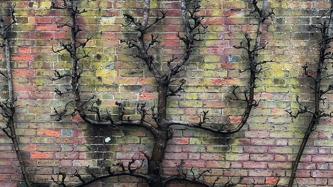 Pillars of Support ( 27/01/21)