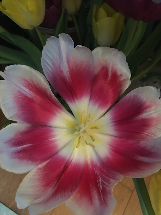 Chest, Shoulders, Legs and more