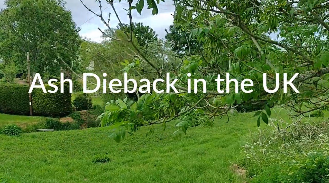 Ash dieback in the UK