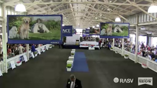 2014 Royal Melbourne Championship Dog Show proudly sponsored by ADVANCE