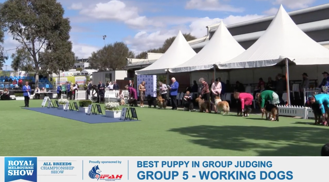 2018 RMS All Breeds Championship Show