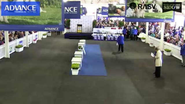2014 Royal Melbourne Championship Dog Show proudly sponsored by ADVANCE
