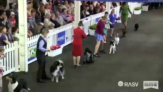 2014 Royal Melbourne Championship Dog...