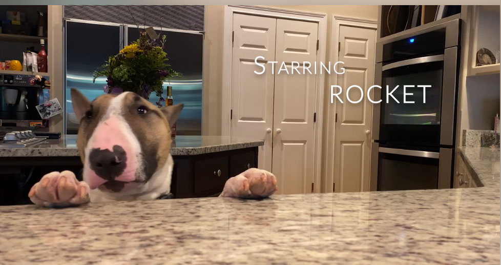 The Existential English Bull Terrier And The Marshmallow Test