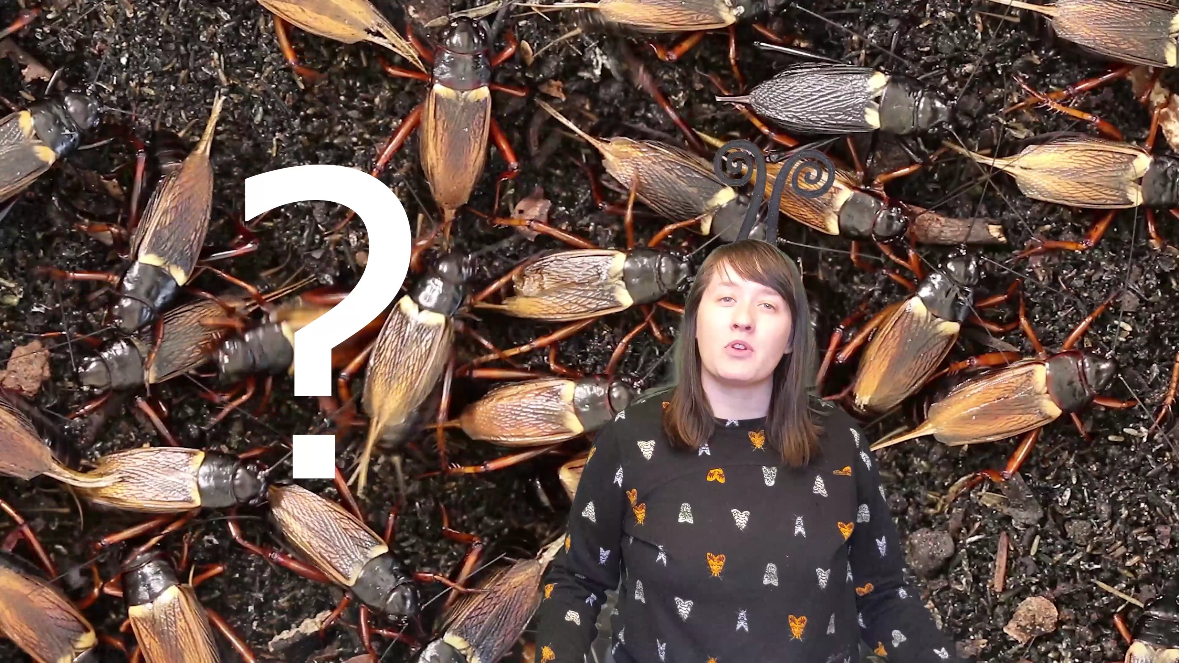 Pottery Bug with Amy Smoot - Episode 1