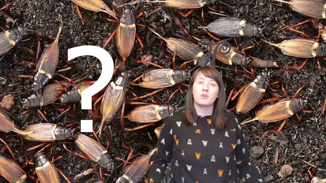 Pottery Bug with Amy Smoot - Episode 1