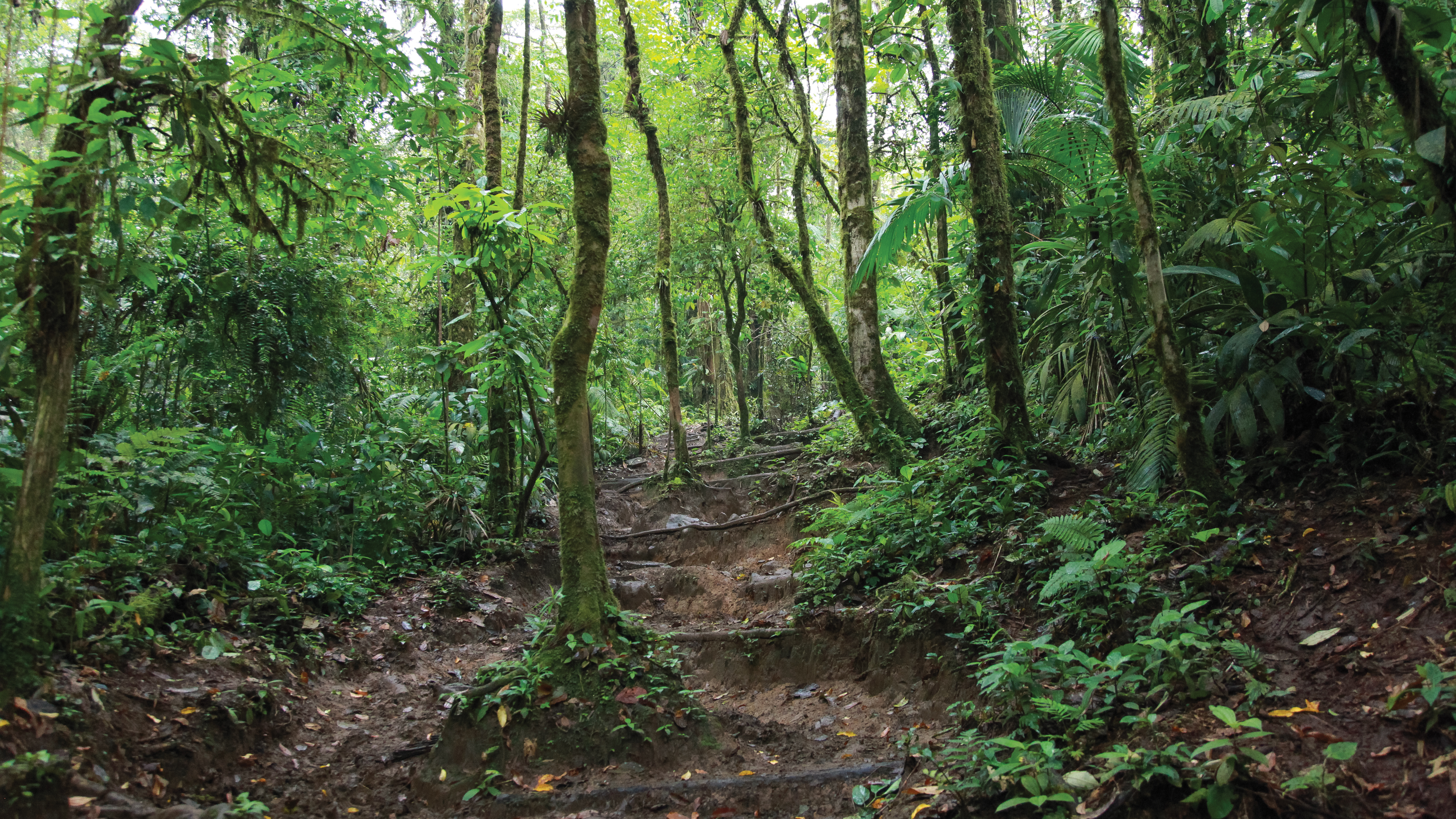 Costa Rica Forests Hike