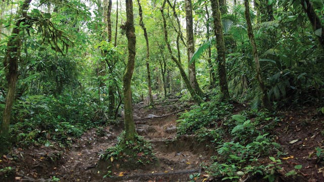Costa Rica Forests Hike