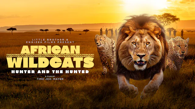 African Wildcats